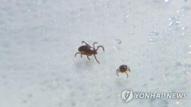 야생 진드기