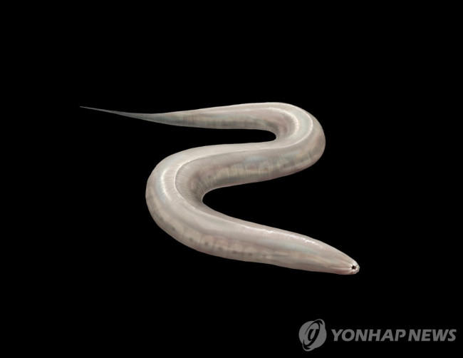 실험용 동물모델로 사용되는 예쁜꼬마선충(C. elegans)