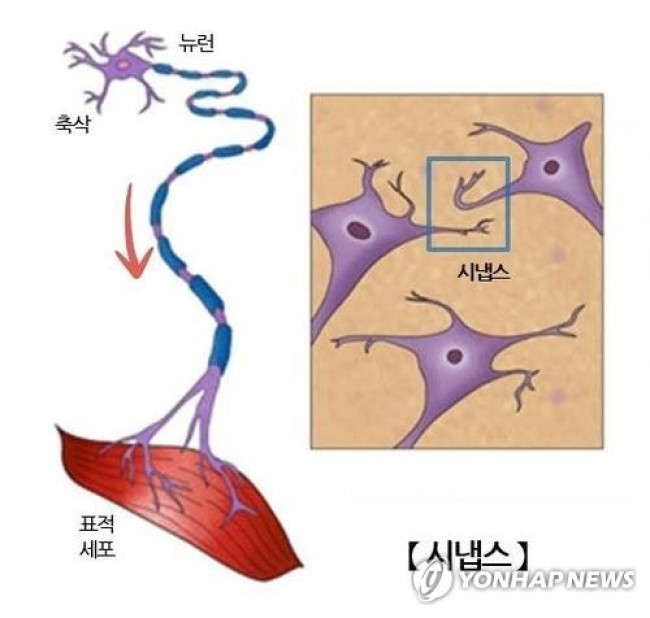 뇌 신경세포