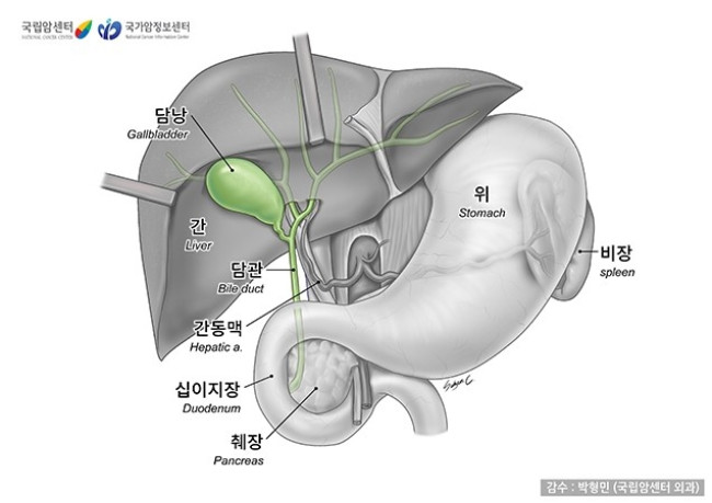 담도·담낭의 구조