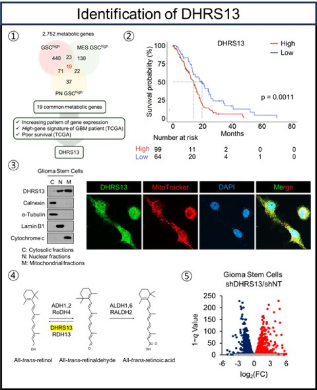 DHRS13 단백질 발굴 